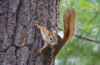 american-red-squirrel.jpg.838x0_q80